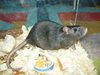 Przedszkole Siemianowo-Szczur w przedszkolu